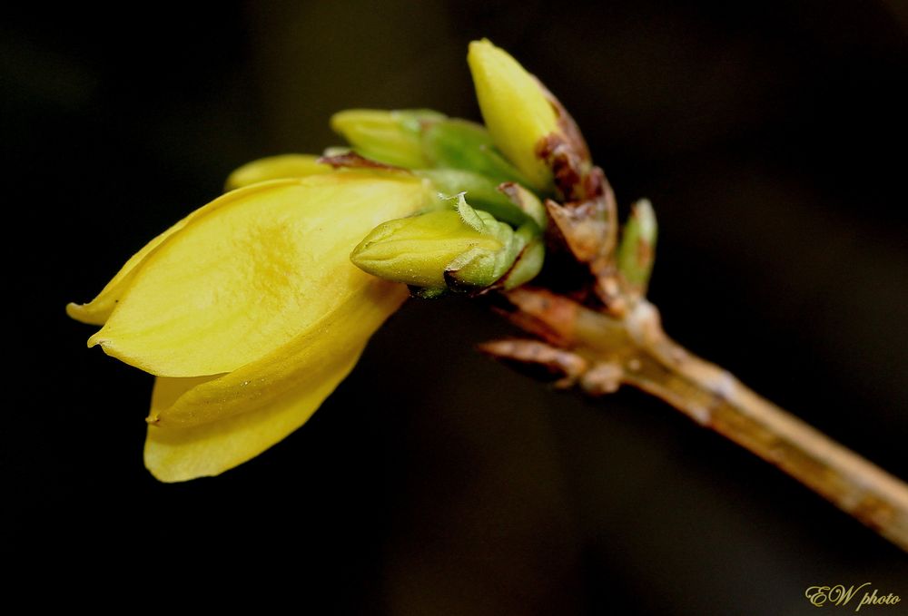 endlich Frühling...