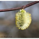 Endlich Frühling