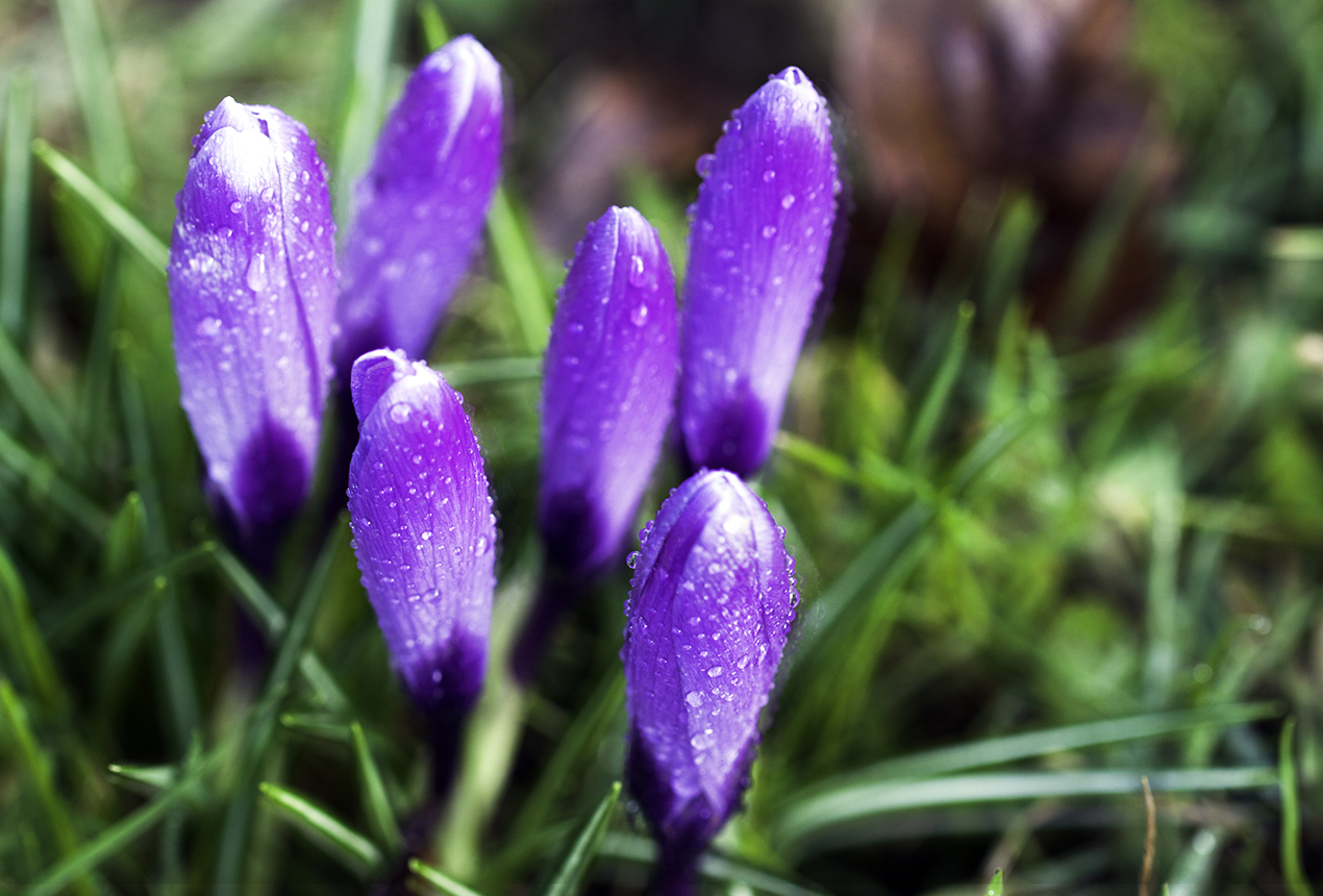 Endlich Frühling