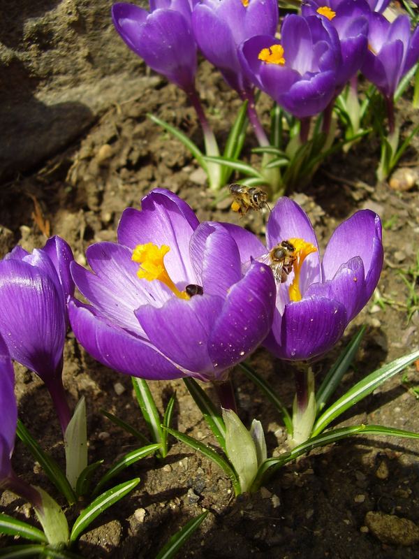 *Endlich Frühling?*