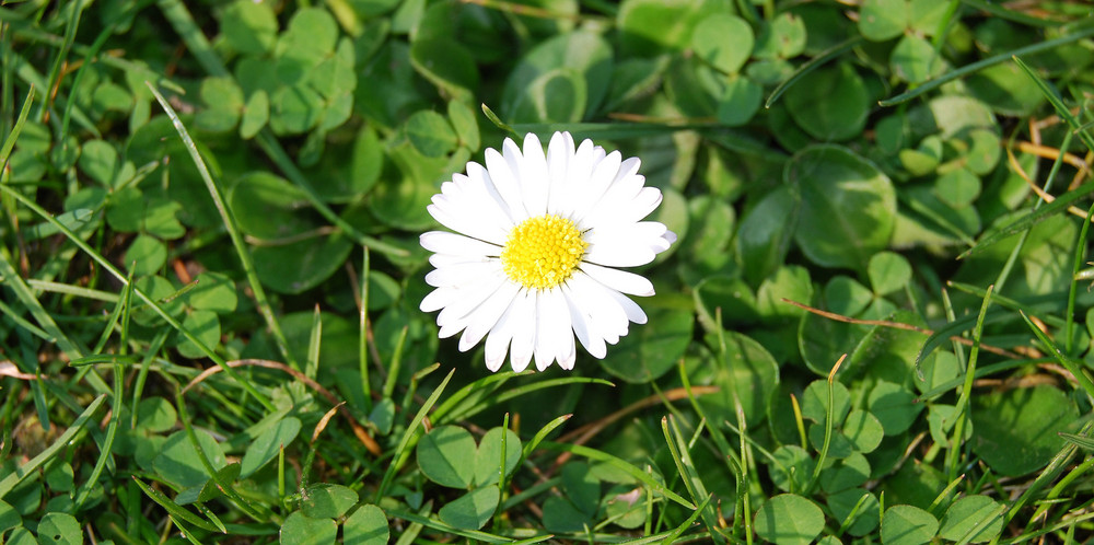 endlich Frühling ! ...