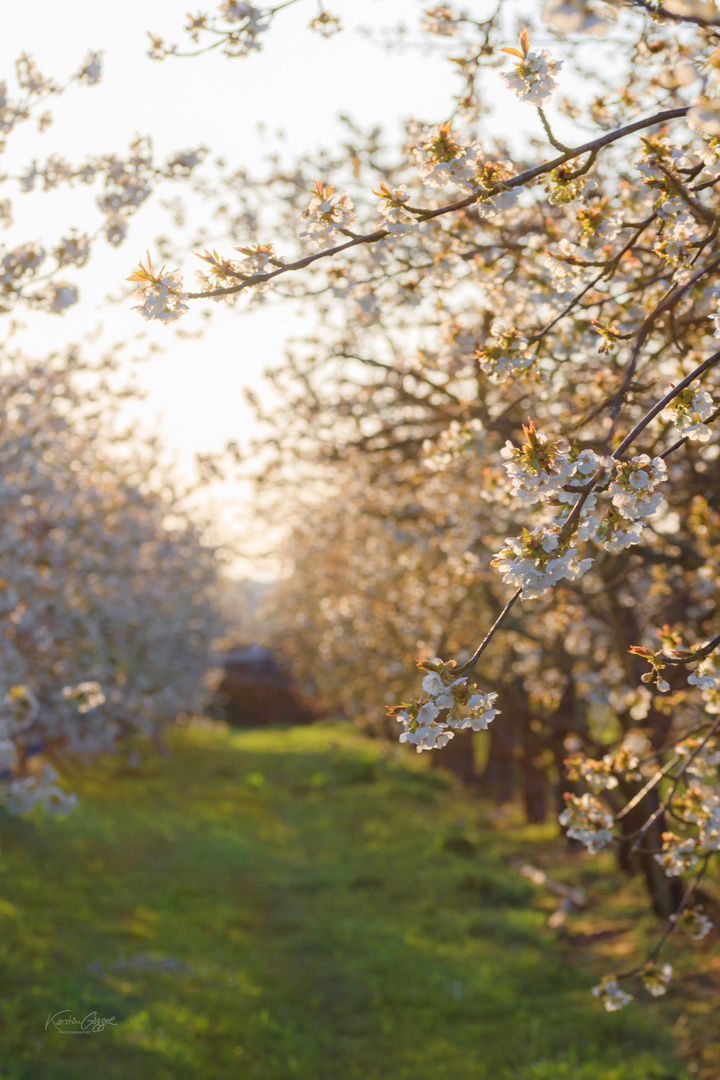 Endlich Frühling 