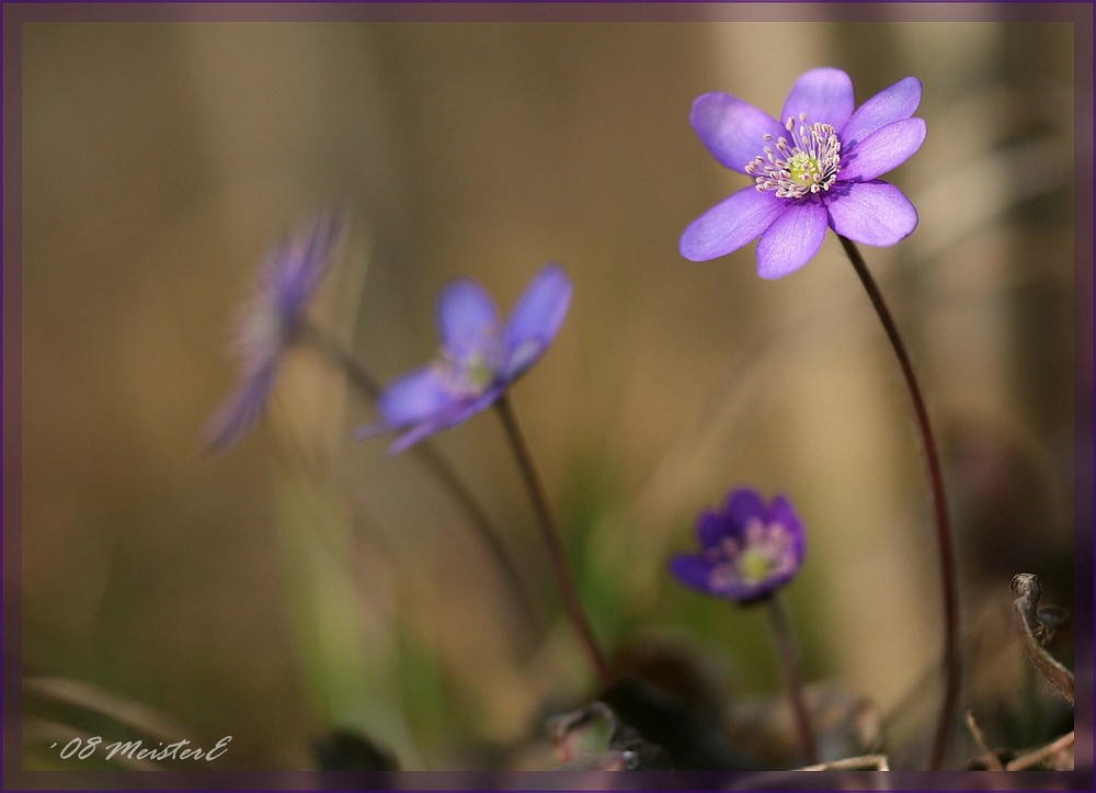 Endlich Frühling....