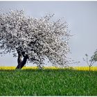 Endlich Frühling