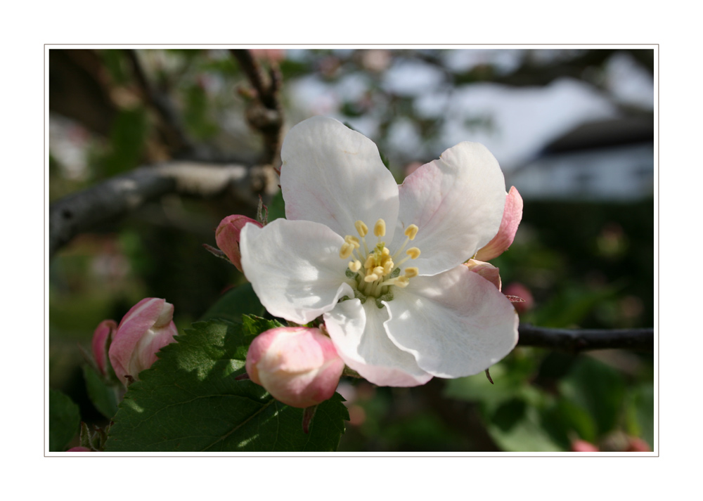 ...endlich Frühling....