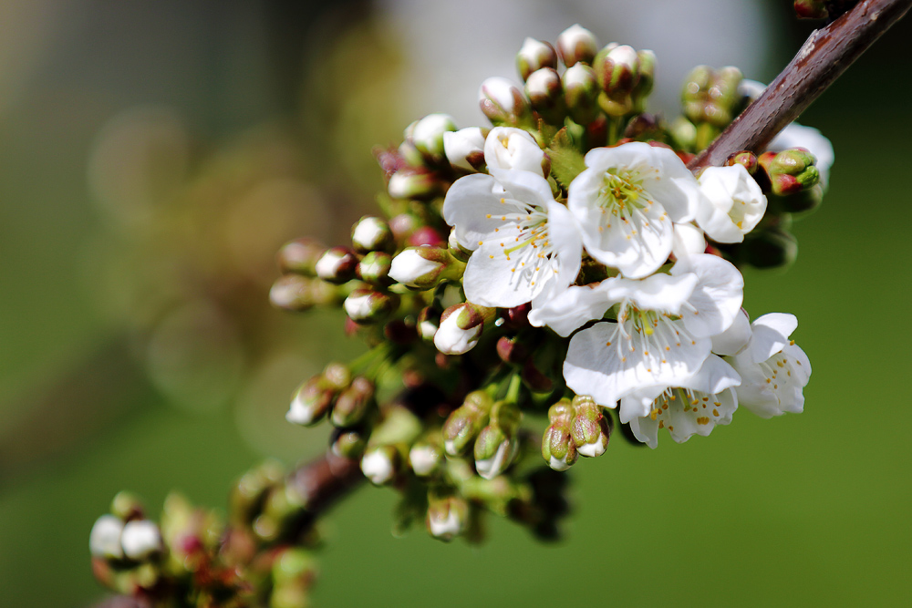 Endlich Frühling