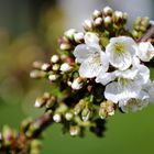 Endlich Frühling