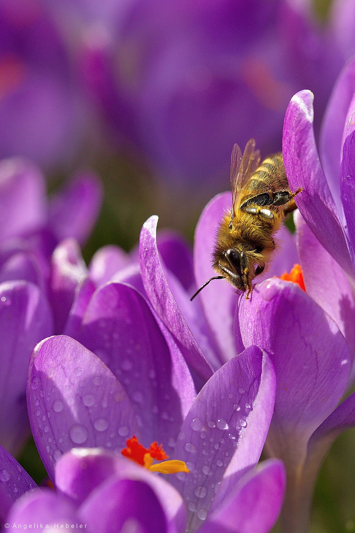 Endlich Frühling