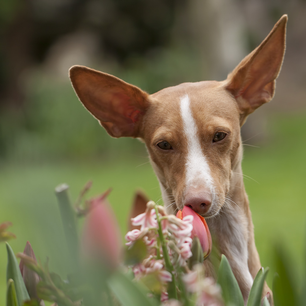 Endlich Frühling !