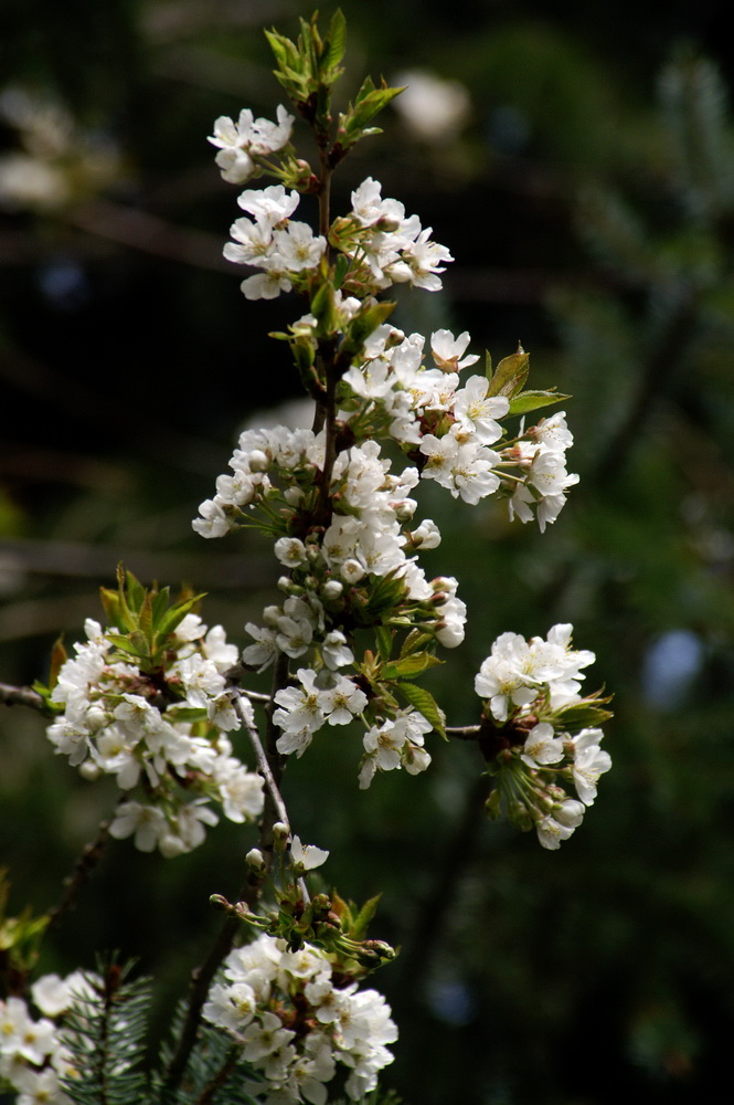 Endlich Frühling....