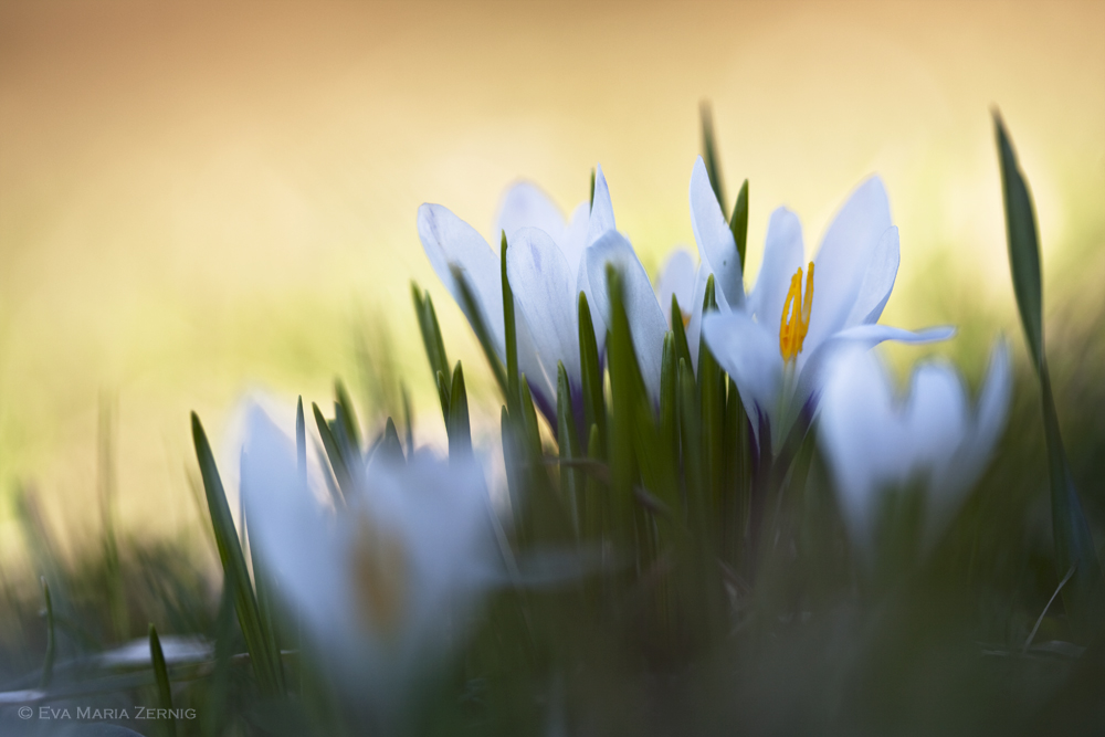 Endlich Frühling ...