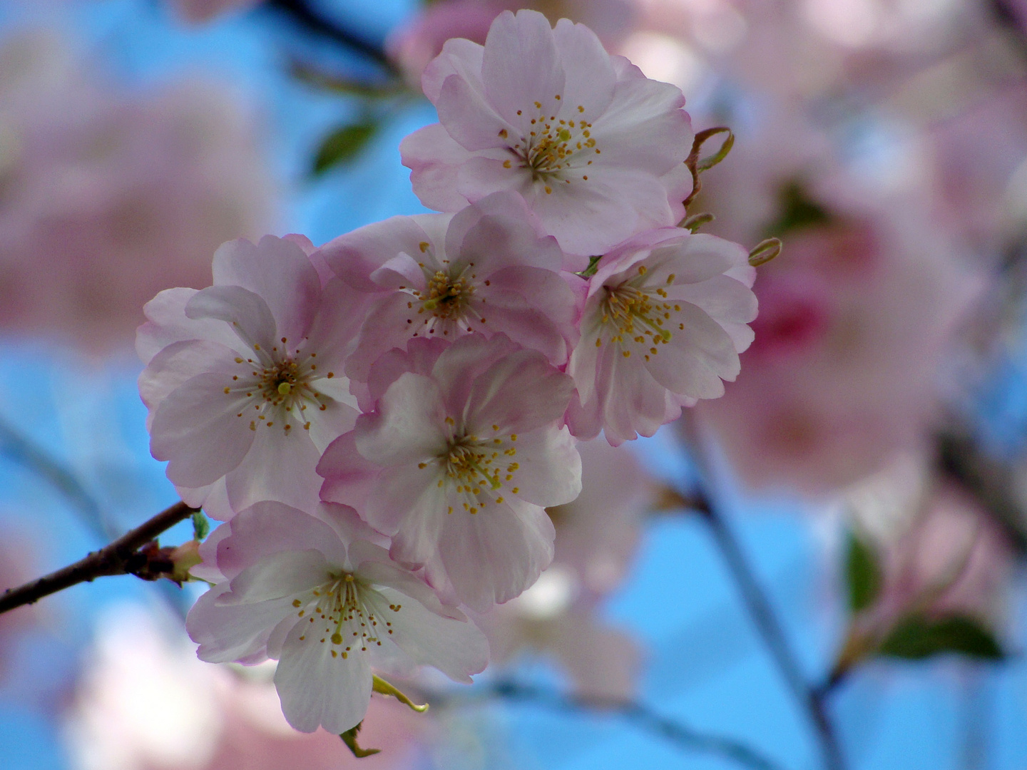 endlich Frühling