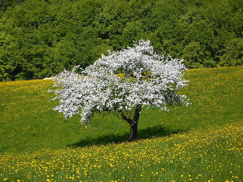 Endlich Frühling, endlich Wandern!