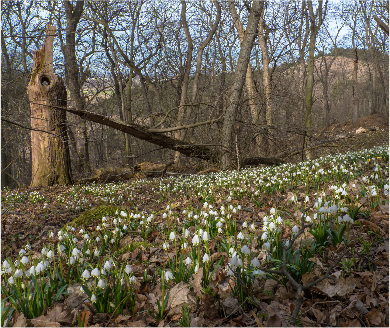 Endlich Frühling!