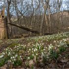 Endlich Frühling!