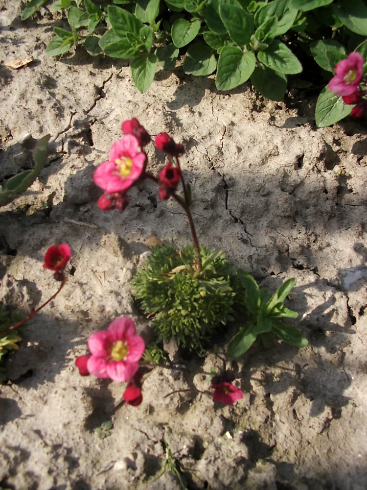 Endlich Frühling...