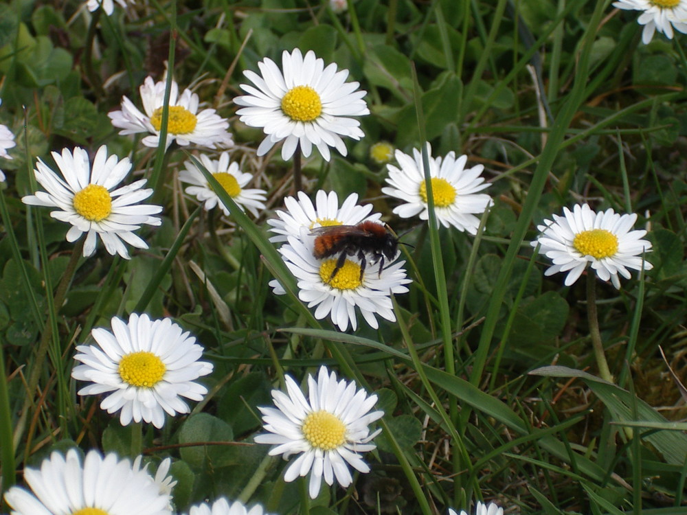 endlich Frühling