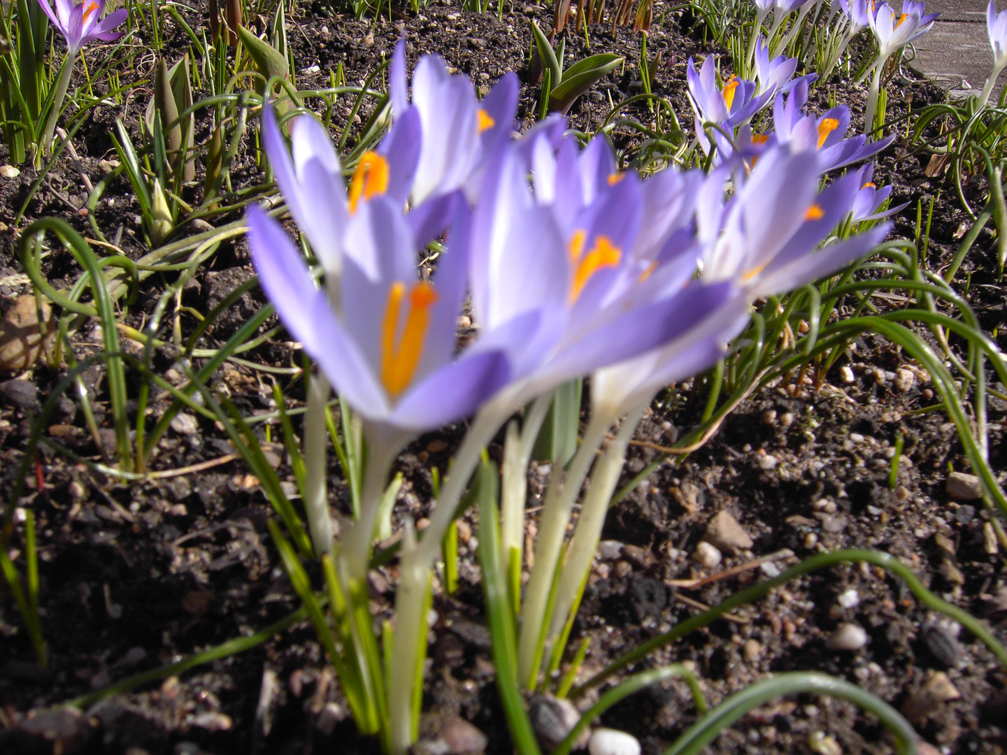 Endlich Frühling...