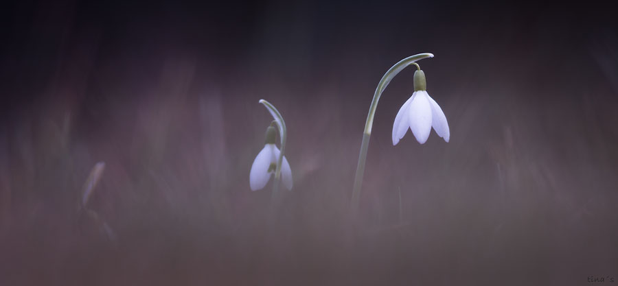 Endlich Frühling!