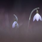 Endlich Frühling!