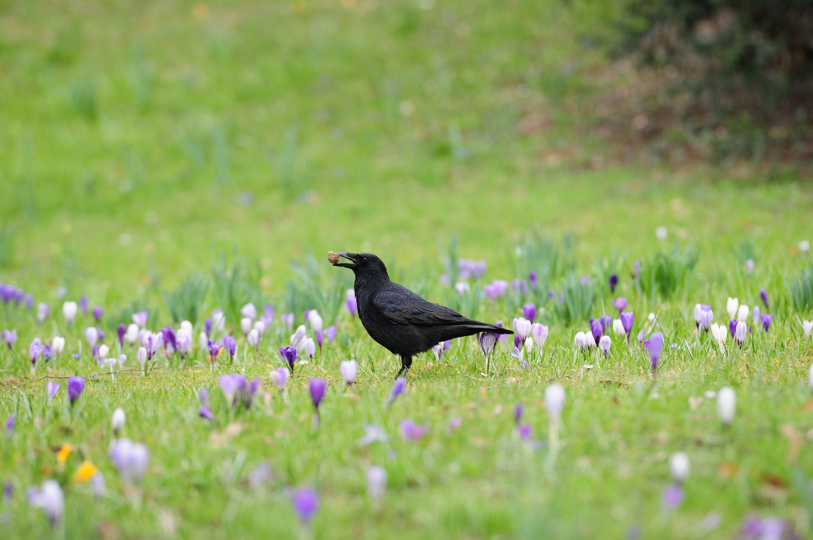 Endlich Frühling