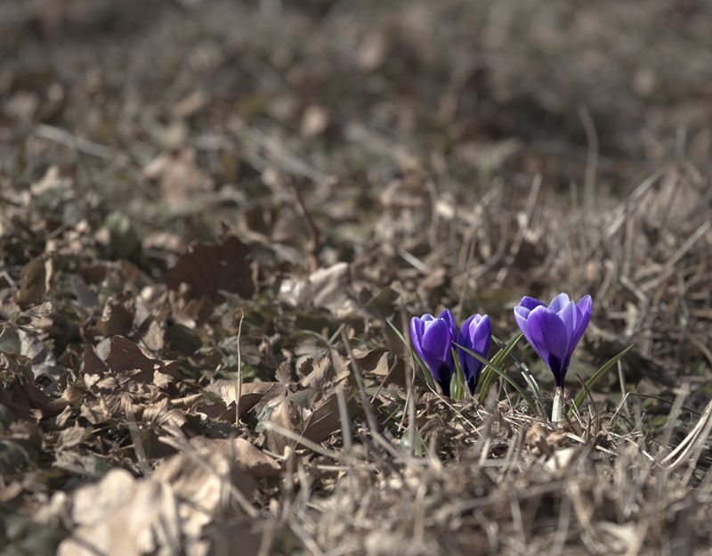 endlich Frühling