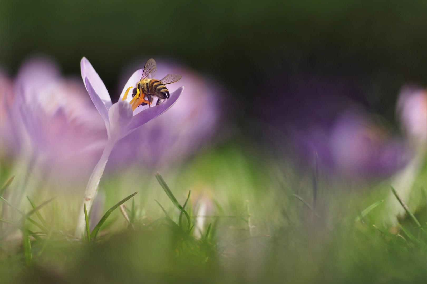 Endlich Frühling!