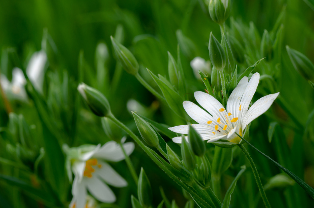 Endlich Frühling