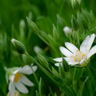 Endlich Frühling