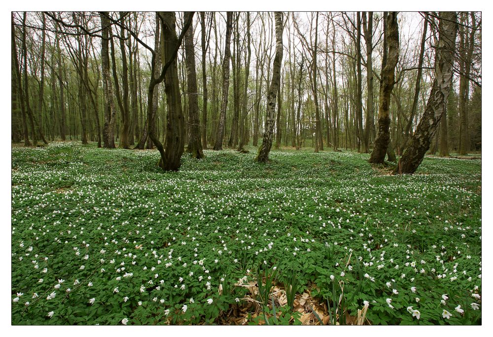 endlich Frühling