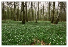 endlich Frühling