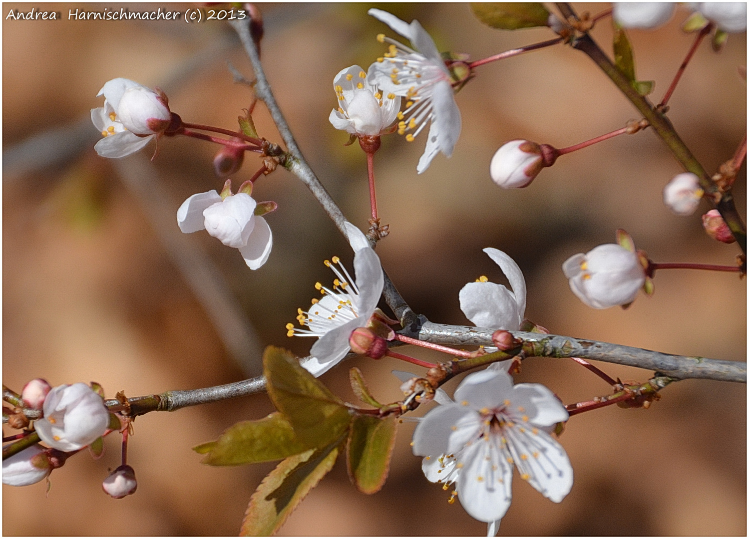 Endlich Frühling :-)