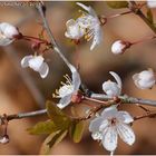 Endlich Frühling :-)