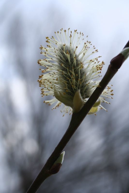 ..endlich Frühling..