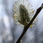 ..endlich Frühling..