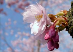 Endlich Frühling...