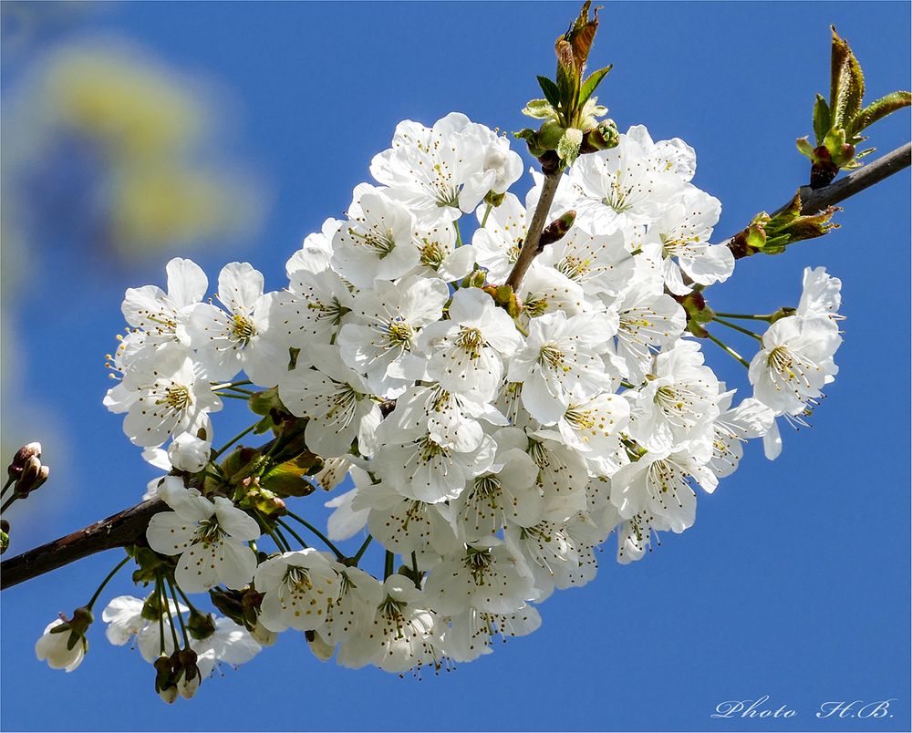 ENDLICH  FRÜHLING !!