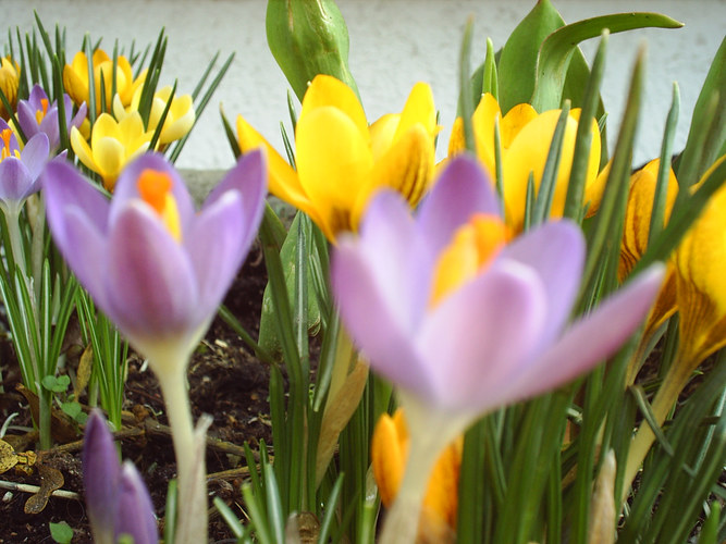 Endlich Frühling!