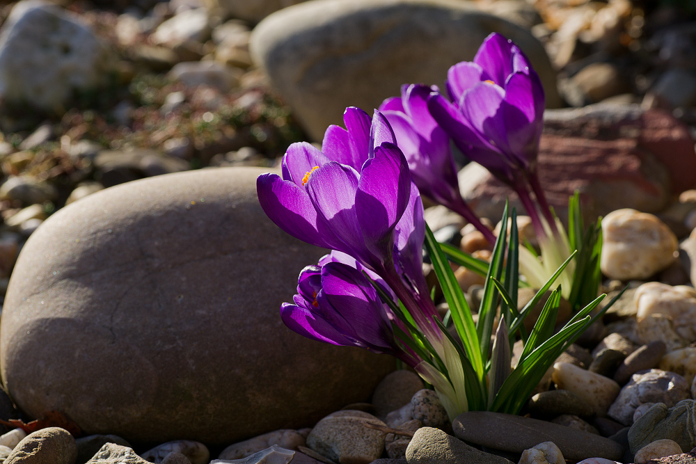 Endlich Frühling