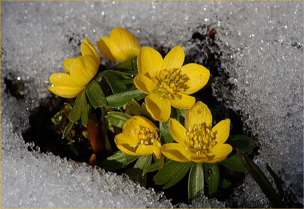 Endlich Frühling...