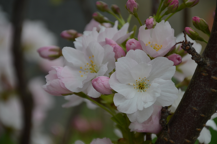 Endlich Frühling!