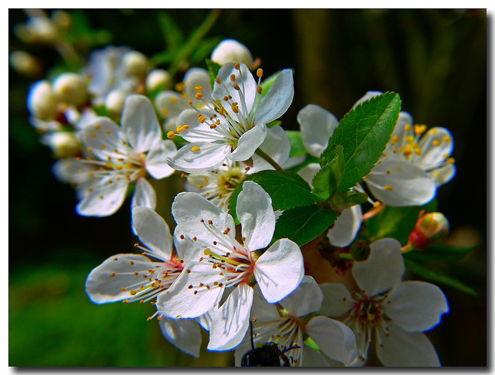 endlich Frühling...