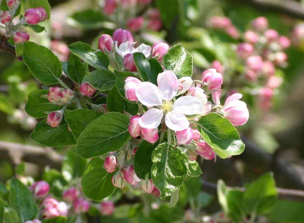 Endlich Frühling :-)