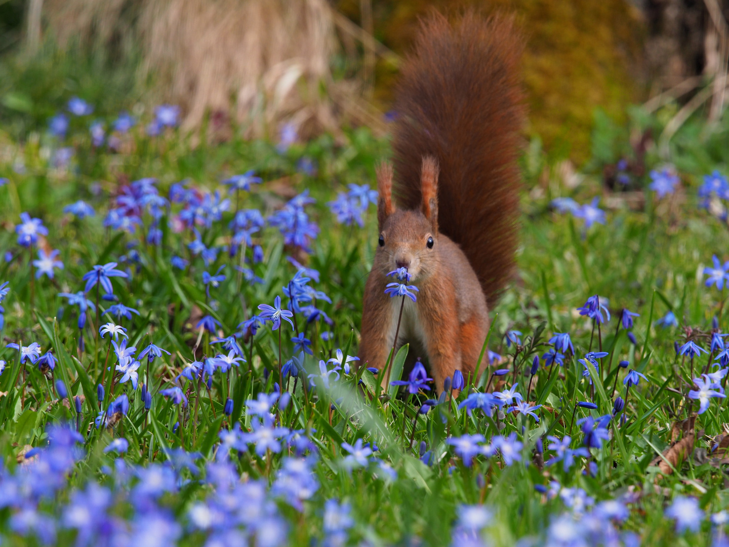 Endlich Frühling