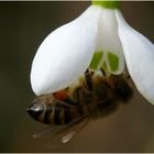 "endlich Frühling"