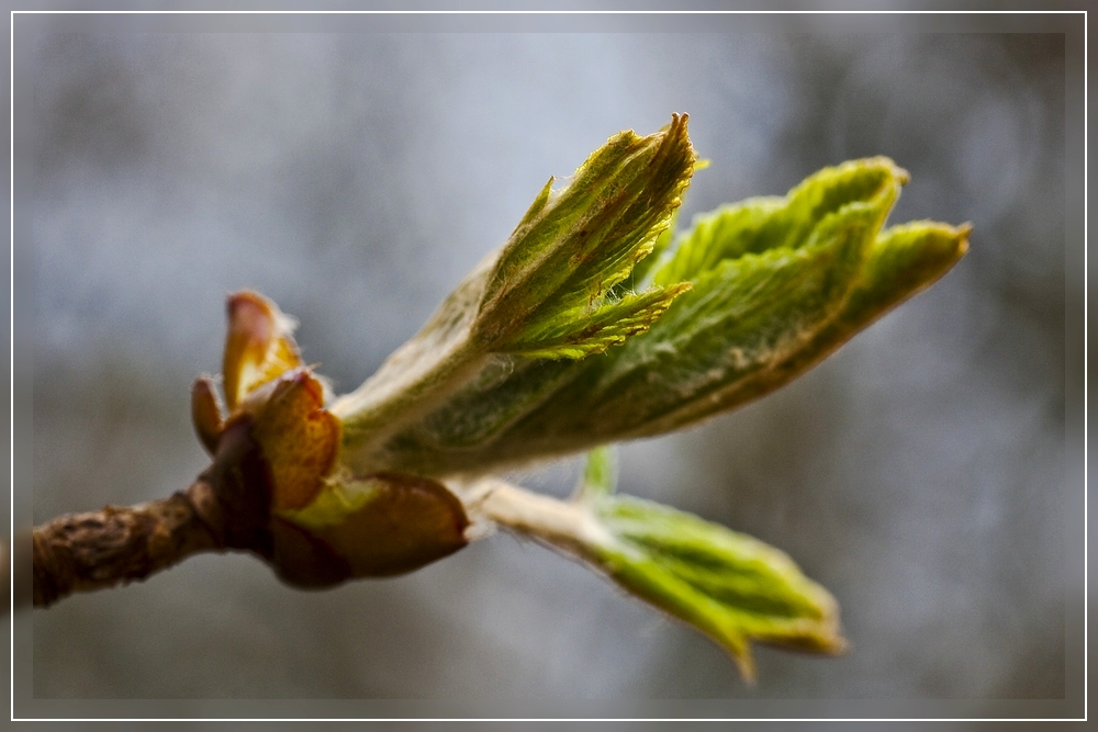 Endlich Frühling / Finally springtime