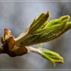 Endlich Frühling / Finally springtime