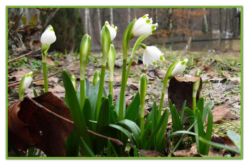 endlich Frühling I