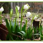 endlich Frühling I