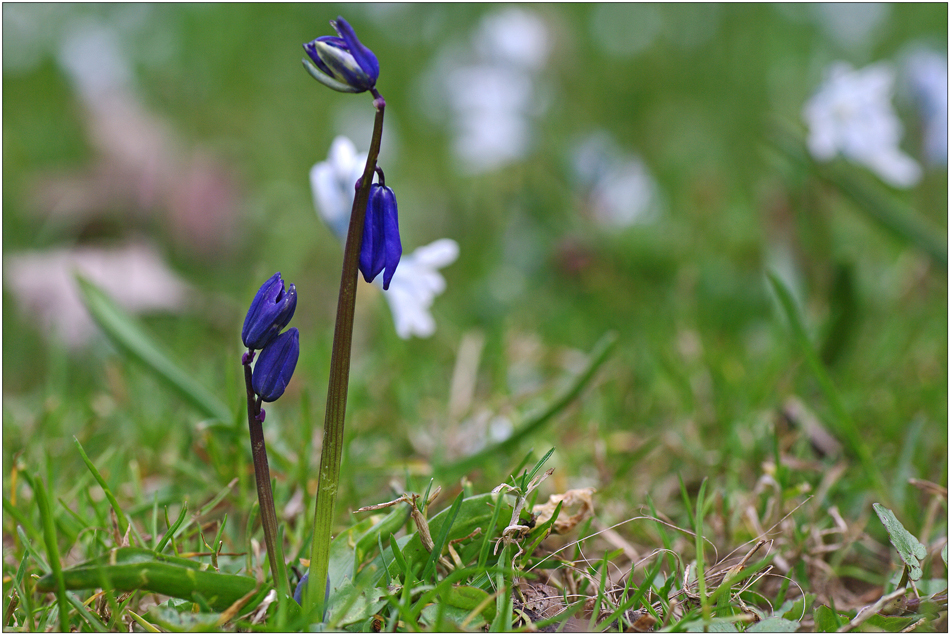 endlich Frühling I